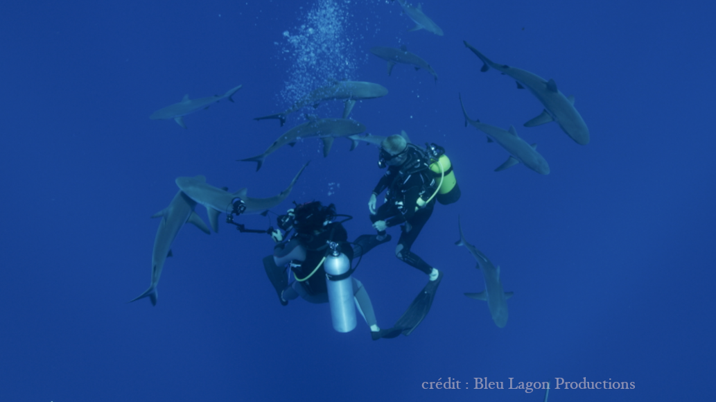 Underwater view of shark shot by our team Bleu Lagon Productions
