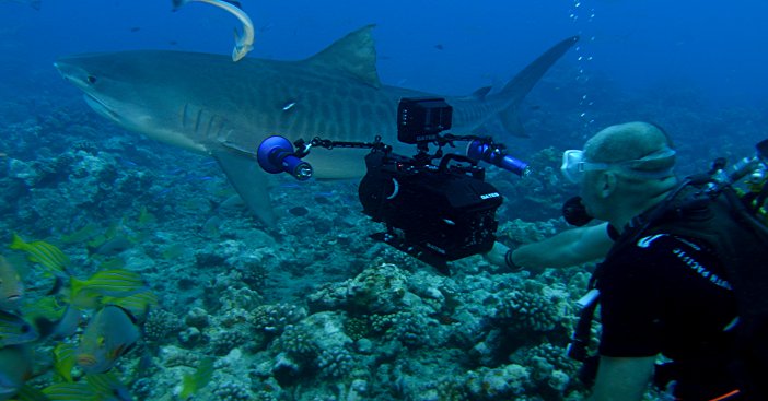 underwater cameraman filming a tiger shark