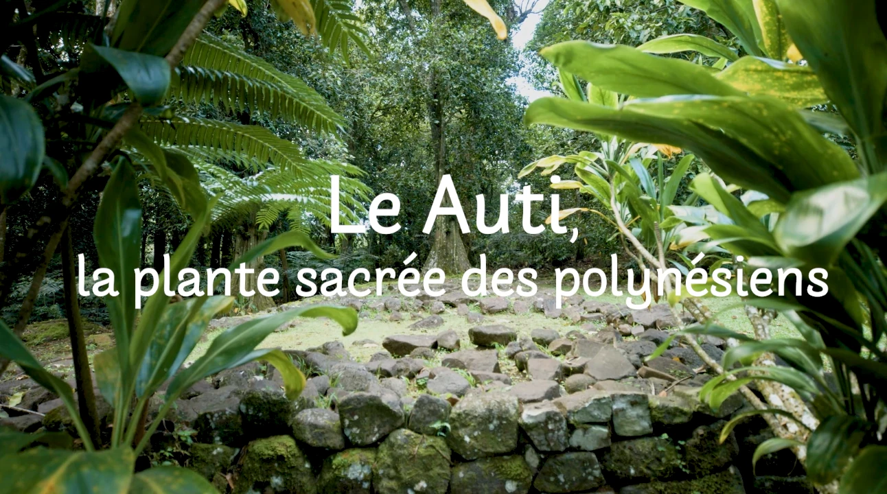 Polynésie le pouvoir des plantes, le auti