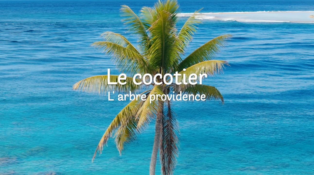 Polynésie le pouvoir des plantes, le cocotier