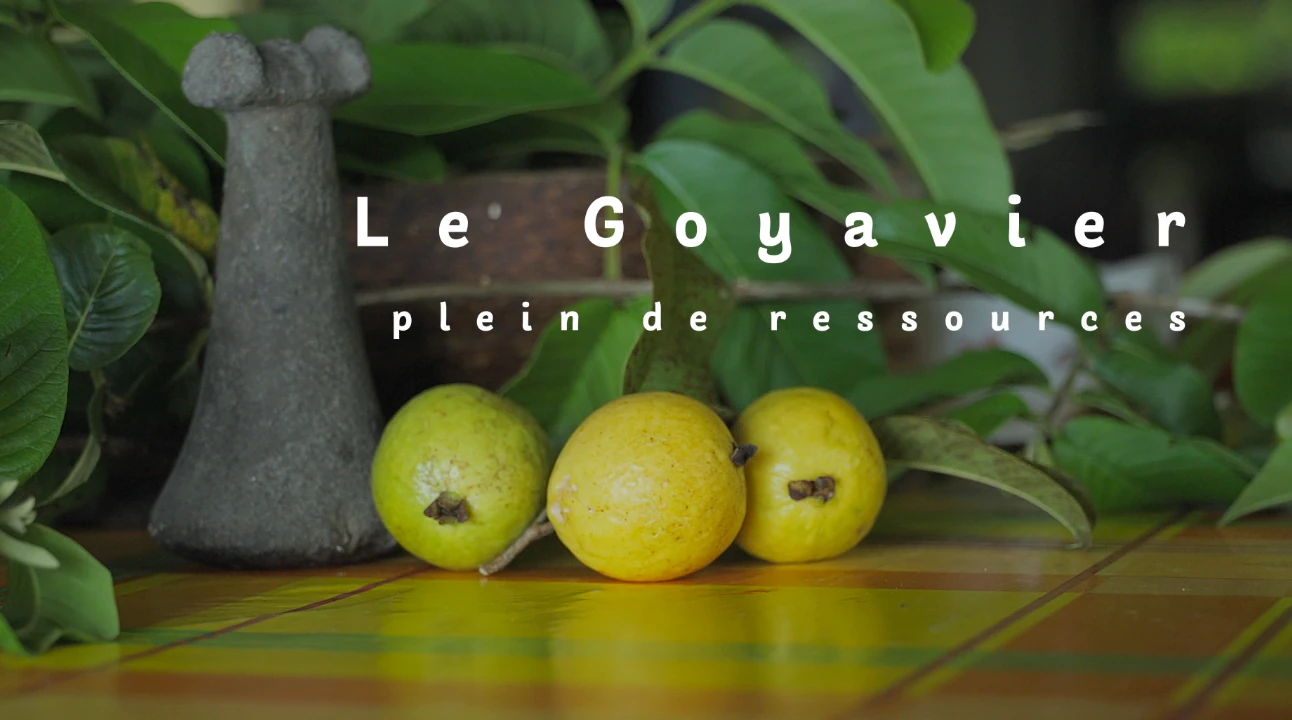 Polynésie le pouvoir des plantes, le goyavier