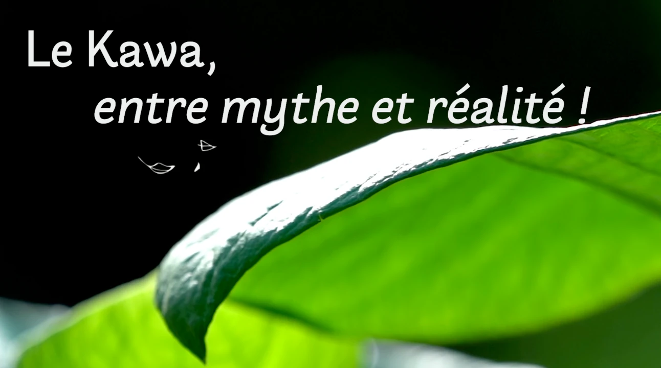 Polynésie le pouvoir des plantes, le kawa