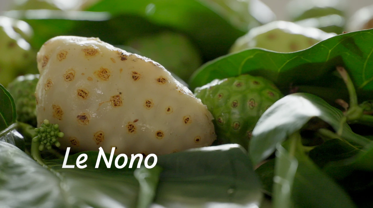 Polynésie le pouvoir des plantes, le nono