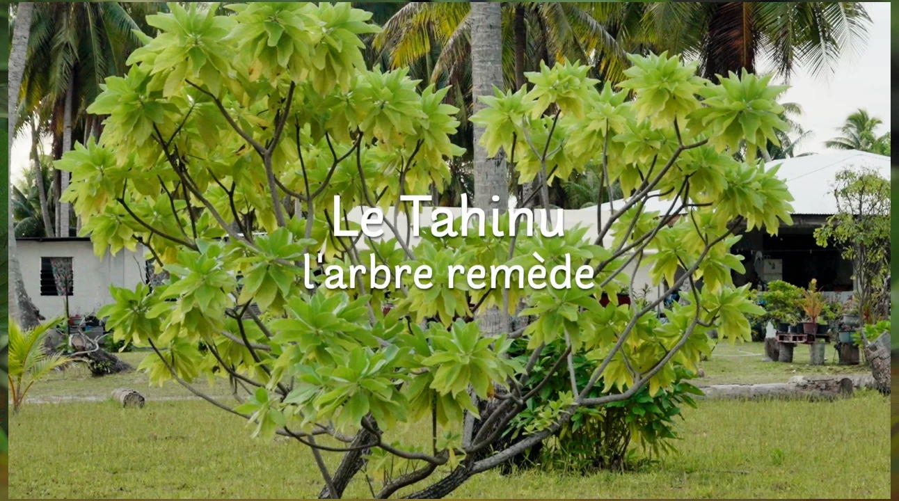 Polynésie le pouvoir des plantes, le tahinu