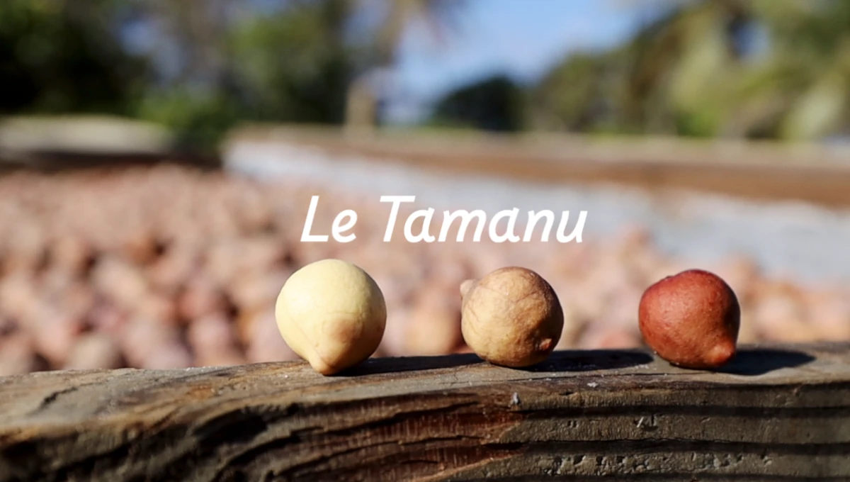 graines de tamanu