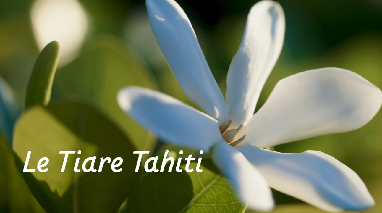 Polynésie le pouvoir des plantes, le tiare tahiti