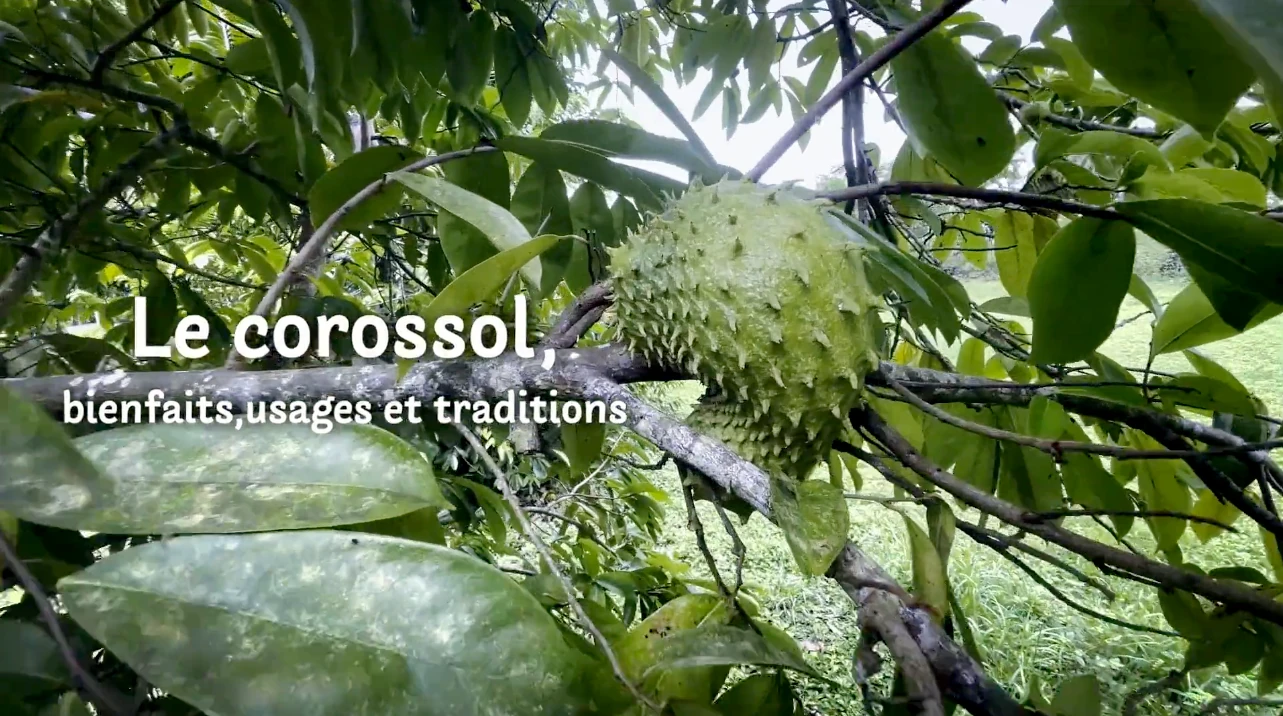 Polynésie le pouvoir des plantes, le corossol